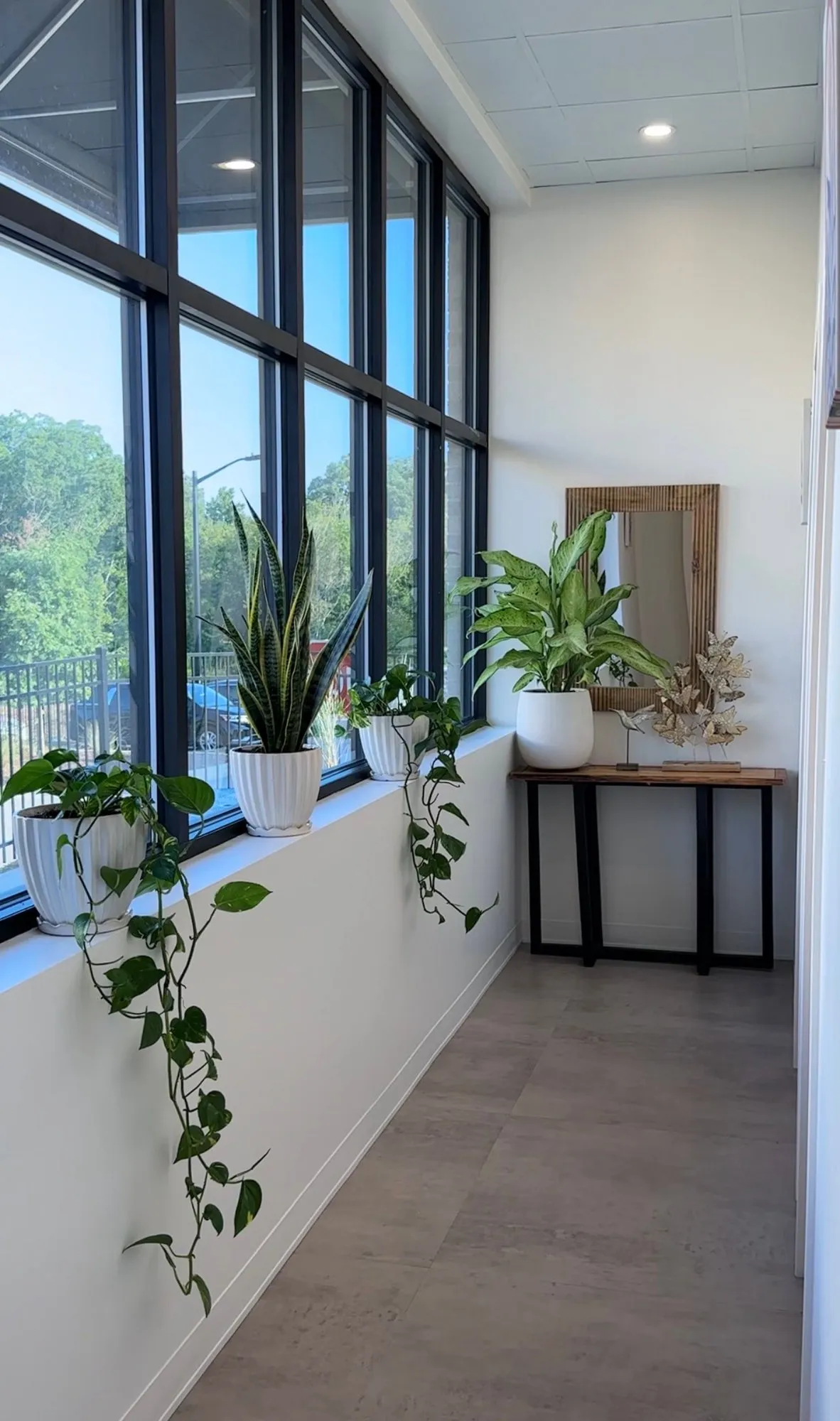 The bright entry hallway lined with trailing plants